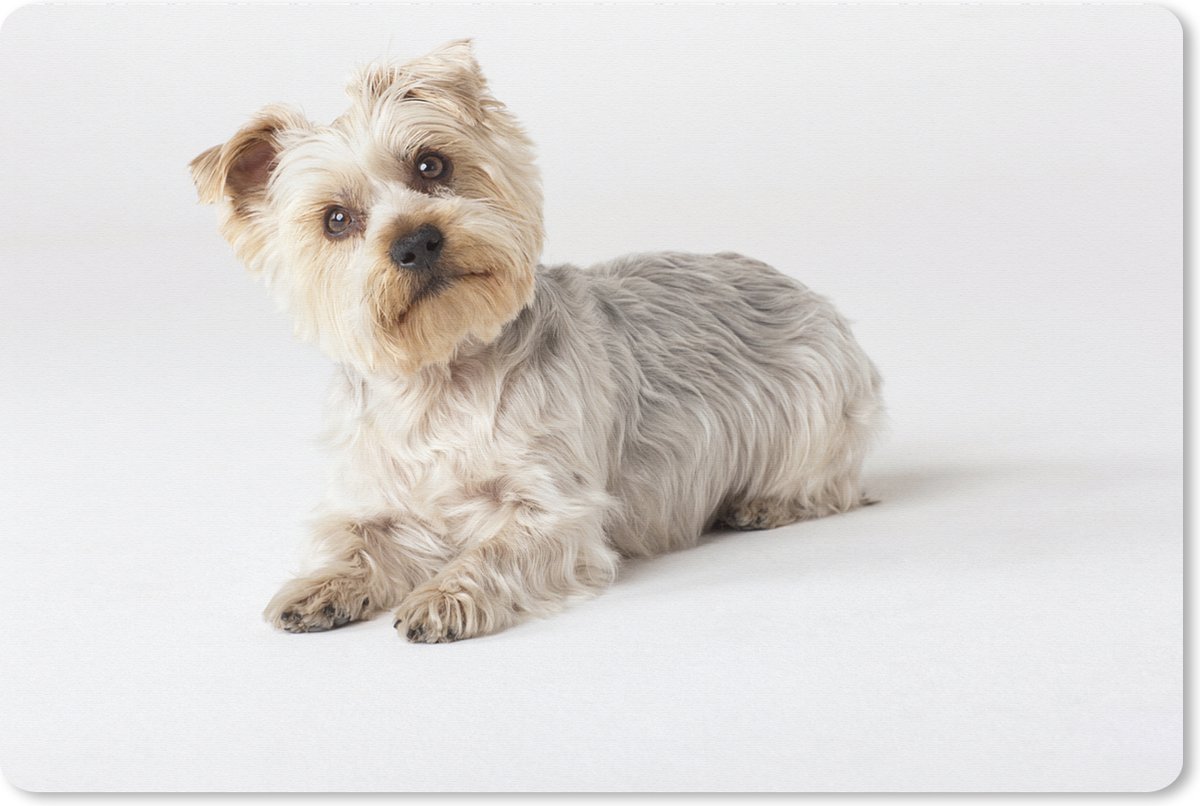 Muismat XXL 90x60 cm - Bureau onderlegger - Bureau mat Yorkshire Terrier kijkt in de camera - Bureaumat - Gaming mousepad xl - Bureaulegger groot - Computer deskmat