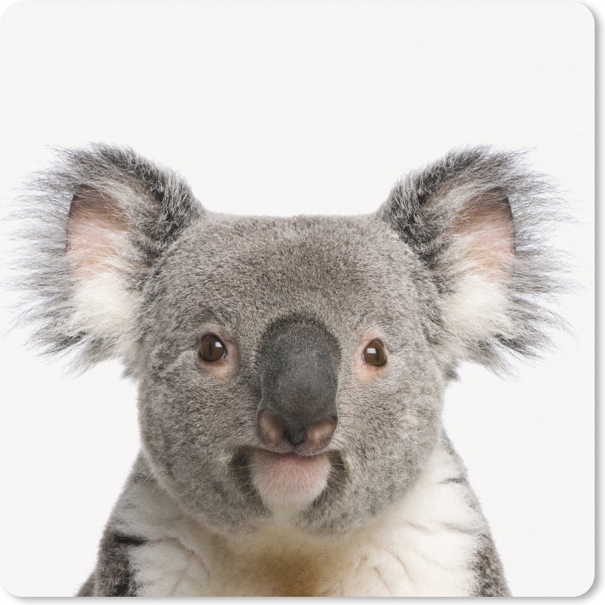 Muismat XXL 40x40 cm - Bureau onderlegger - Bureau mat Dieren - Koala - Wit - Bureaumat - Gaming mousepad xl - Bureaulegger groot - Computer deskmat