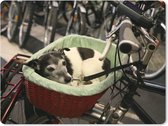 Muismat XXL - Bureau onderlegger - Bureau mat - Jack Russel hond in een fietsmand - 80x60 cm - XXL muismat