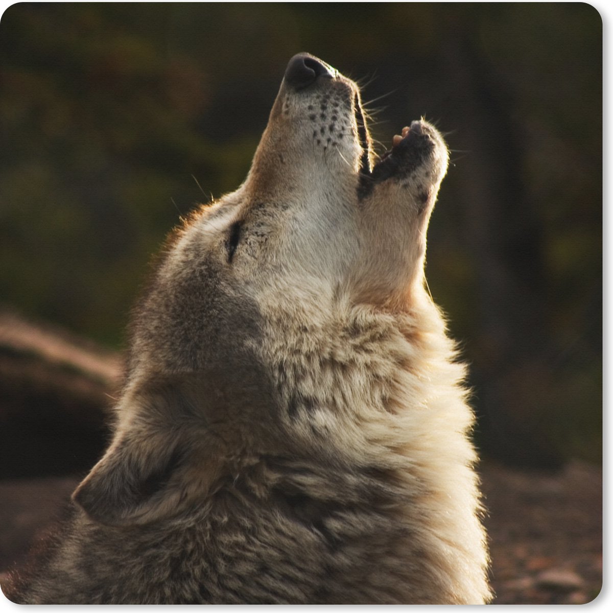 Muismat XXL 40x40 cm - Bureau onderlegger - Bureau mat Wolf - Grijs - Dieren - Bureaumat - Gaming mousepad xl - Bureaulegger groot - Computer deskmat