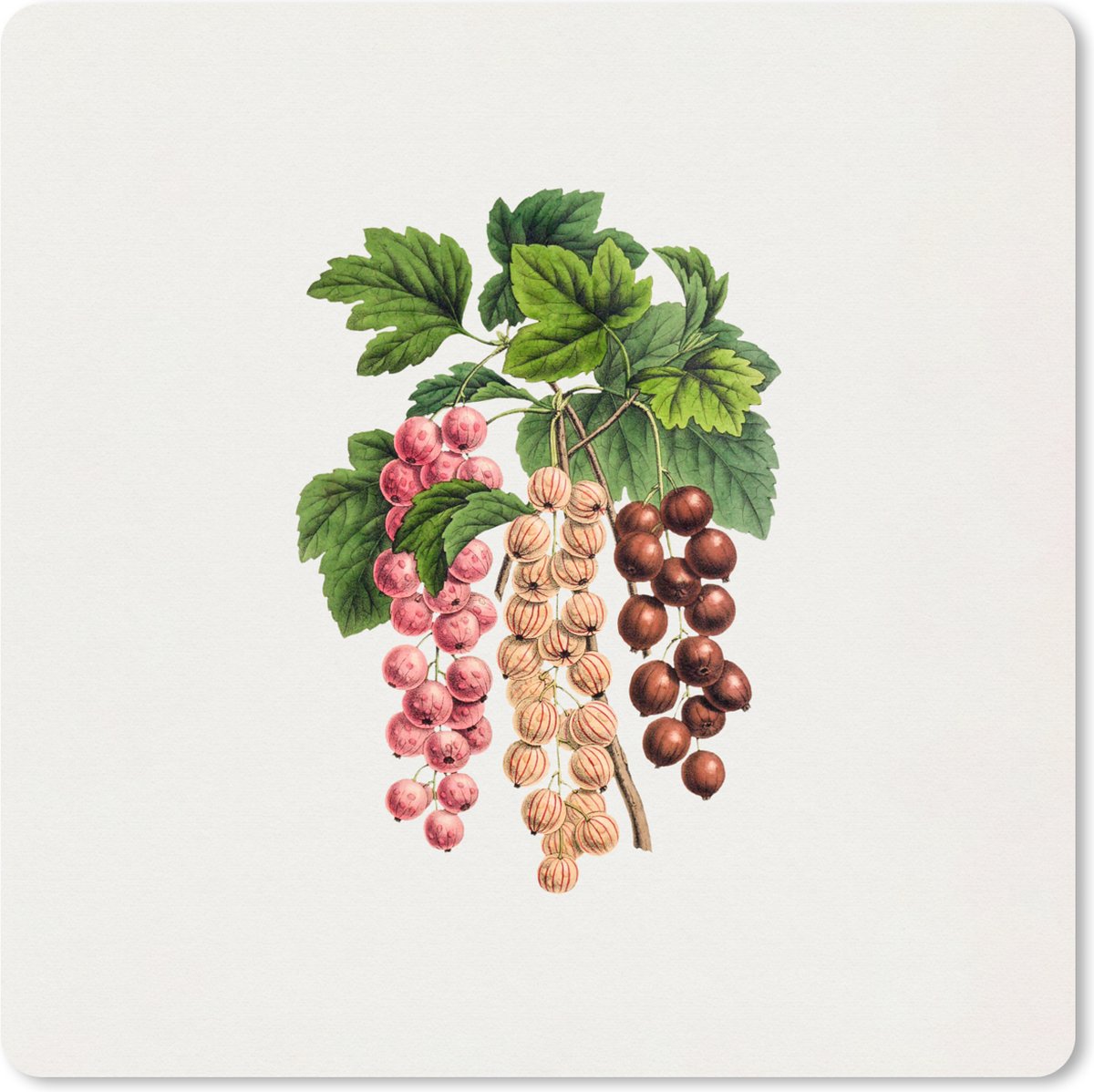 Muismat XXL 40x40 cm - Bureau onderlegger - Bureau mat Fruit - Vintage - Bessen - Bureaumat - Gaming mousepad xl - Bureaulegger groot - Computer deskmat