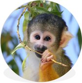 Singe écureuil en train de mâcher une branche Assiette en plastique ⌀ 140 cm