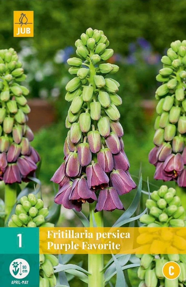 JUB - Fritillaria persica purple favorite