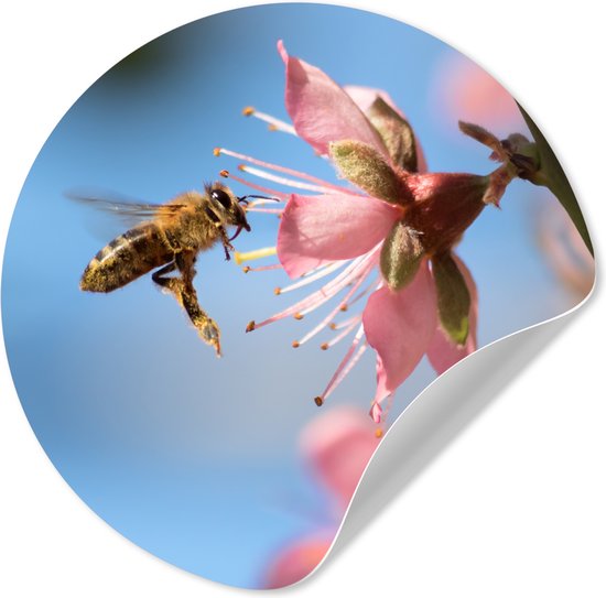WallCircle® - Papier peint cercle 80x80 cm - Stickers muraux Abeille - Bloem - Rose - Cercle mural salon - Cercle mural chambre - Décoration de chambre autocollante - Accessoires de Décoration murale
