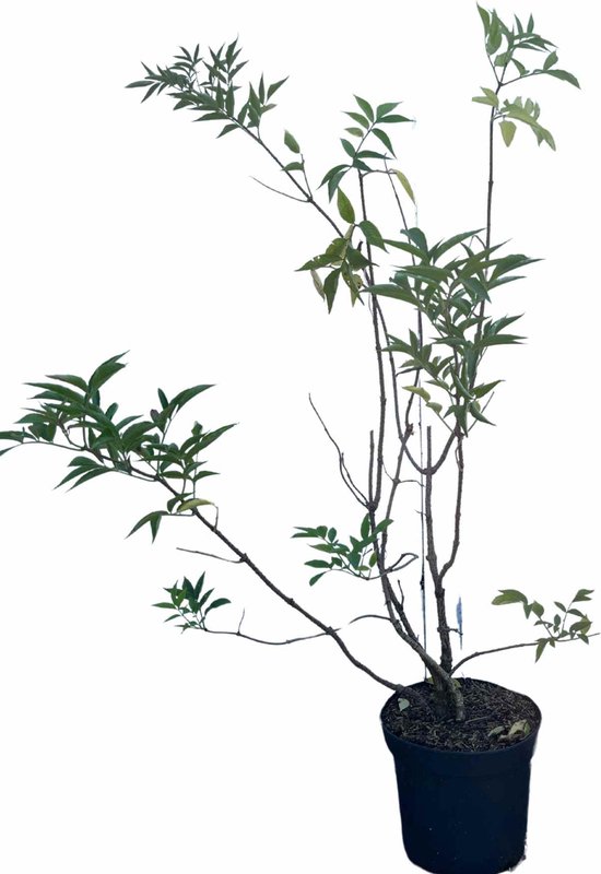 Gewone vlier 100-125 cm (Sambucus nigra) in pot