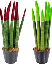 Bloomique - Sansevieria Superba - Vrouwentong - Kamerplanten