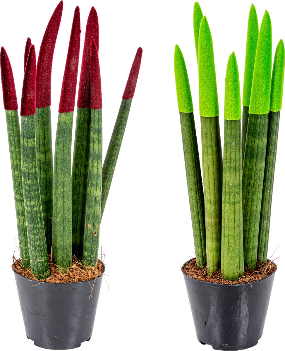 Bloomique - Set van 2 - Sansevieria Velvet Touch - Vrouwentong - Kamerplanten - Luchtzuiverend - Zeer Gemakkelijk te Verzorgen - Hoogte 20-30 cm - Pot 9 cm