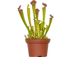 Bloomique - Sarracenia Juthatip Soper - Plante Trompette - Plante Carnivore - Plantes d’intérieur - 10-20 cm de Haut - Pot 12 cm