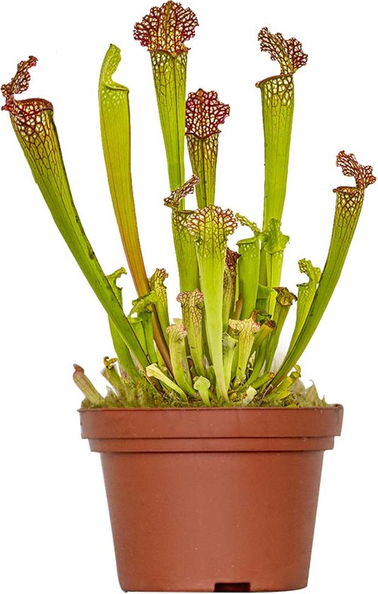 Bloomique - Sarracenia Juthatip Soper - Trompetbekerplant - Vleesetende Plant - Kamerplanten - Hoogte 10-20 cm - Pot 12 cm