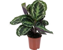 Bloomique - Calathea Medaillon - Pauwenplant - Kamerplanten - Luchtzuiverend - Diervriendelijk - Hoogte 40-50 cm - Pot 14 cm