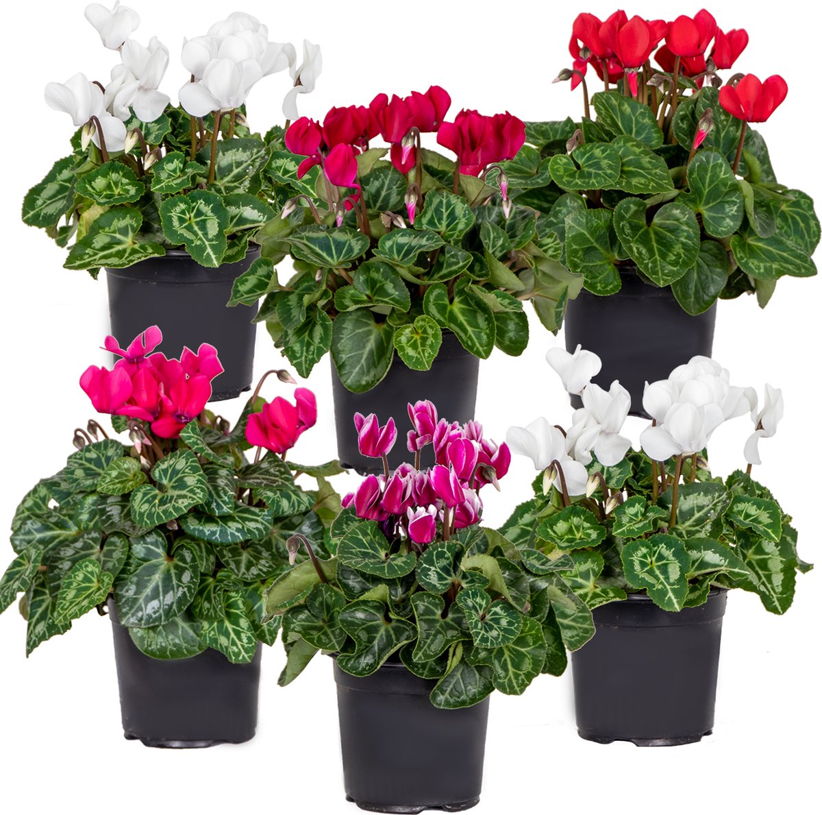 Bloomique - Mix van 6 - Cyclamen Persicum - Patio Cyclaam - Alpenviooltje - Tuinplanten - Winterhard - Hoogte 15-25 cm - Pot 10,5 cm