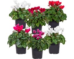 Bloomique - Mix van 6 - Cyclamen Persicum - Patio Cyclaam - Alpenviooltje - Tuinplanten - Winterhard - Hoogte 15-25 cm - Pot 10,5 cm