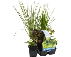 Bloomique - Set van 6 - Insectenvriendelijke Vijverplanten - Vijverzone 1-2 - Waterplanten - Winterhard - Hoogte 15-25 cm - Pot 9 cm