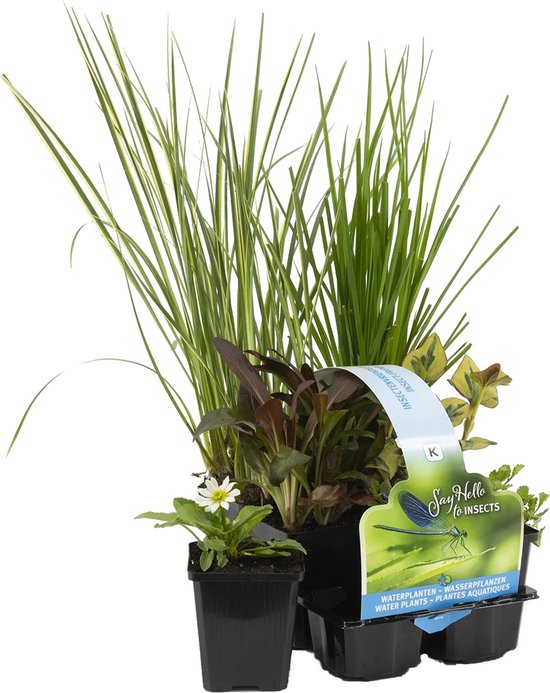 Een set van waterplanten met lange, gestreepte bladeren, rode en groene bladeren, en een enkele witte bloem.