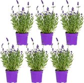 Bloomique - Set van 6 - Lavandula Angustifolia - Lavendel Plant - Tuinplanten - Winterhard - 15-20 cm Hoog - Pot 10,5 cm