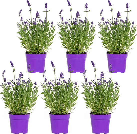 Foto: 6x lavandula angustifolia ard che blue lavendel heester winterhard 10 5 cm 10 15 cm