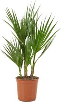 Bloomique - Washingtonia Robusta - Mexicaanse Waaierpalm - Palmboom Winterhard - Tuinplanten - Hoogte 50-60 cm - Pot 14 cm