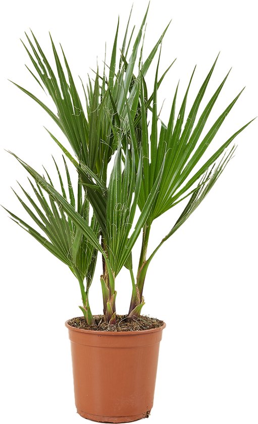 Washingtonia Robusta, een Mexicaanse waaierpalm met lange, groene, waaiervormige bladeren in een bruine pot.
