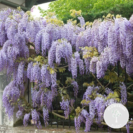 Bloomique Wisteria Klimplant - Blauwe Regen - Winterhard - 50-70 cm Hoog |  bol