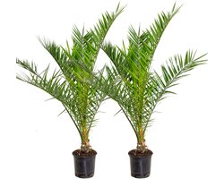 Bloomique - Set van 2 - Phoenix Canariensis - Canarische Dadelpalm - Palmboom Winterhard - Tuinplanten - 80-100 cm Hoog - Pot 19 cm