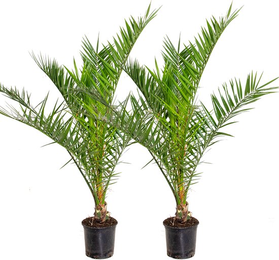 Bloomique - Set van 2 - Phoenix Canariensis - Canarische Dadelpalm - Palmboom Winterhard - Tuinplanten - 80-100 cm Hoog - Pot 19 cm