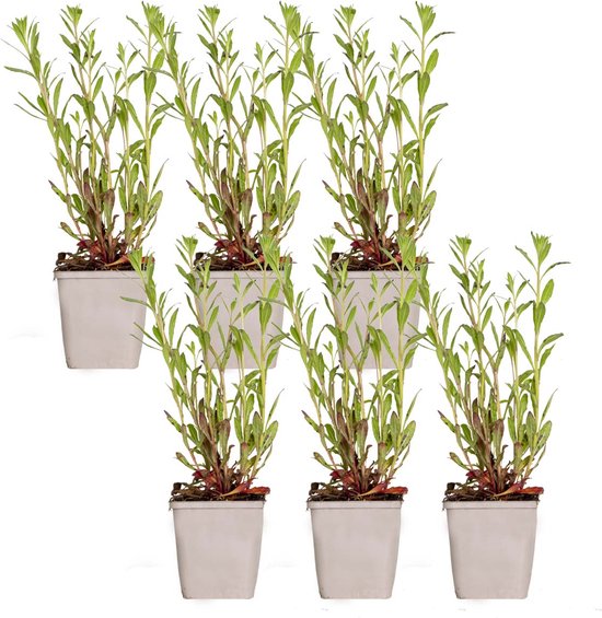 Bloomique - Set van 6 - Gaura Lindheimeri - Prachtkaars - Tuinplanten - Winterhard -...
