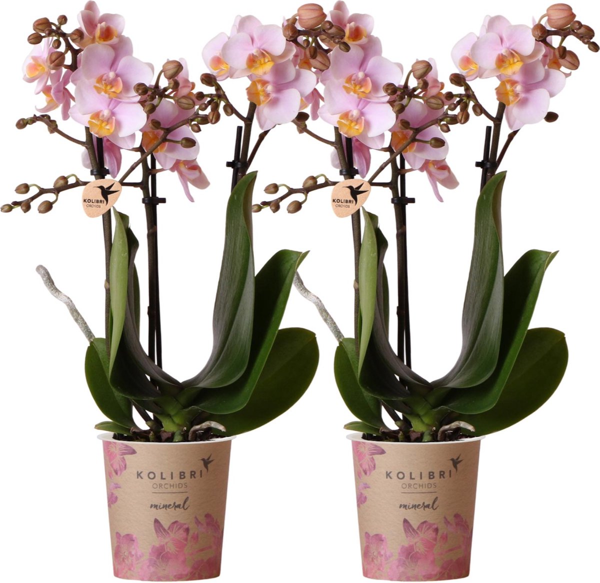 Green Harmony | COMBI DEAL van 2 Roze phalaenopsis orchideeën - Andorra - potmaat Ø9cm | bloeiende kamerplant - vers van de kweker