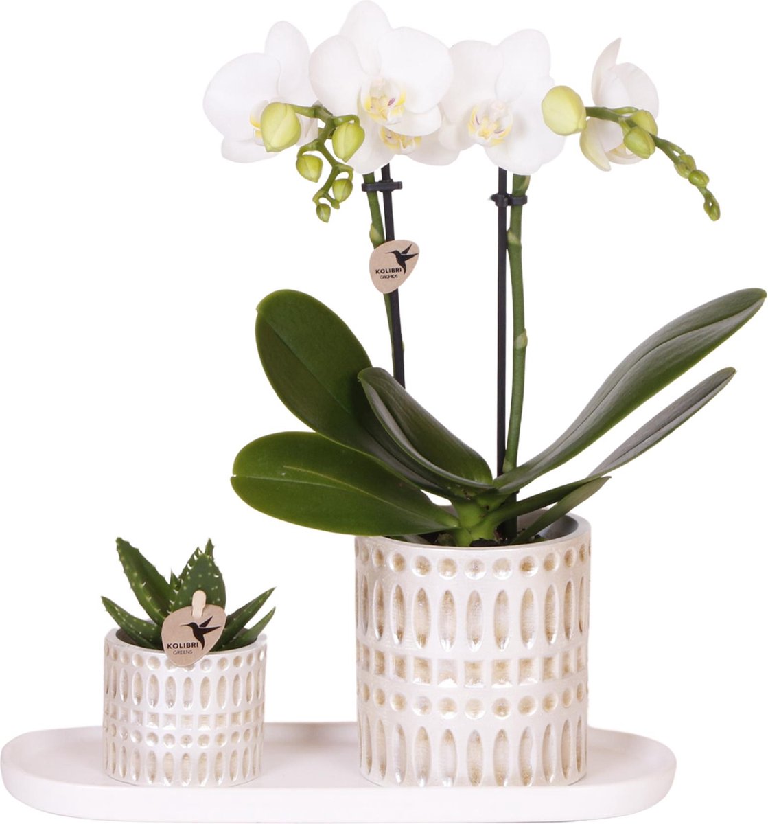 Green Harmony | Plantenset Le Chic small | Witte Phalaenopsis Orchidee Amabilis en Succulent incl. keramieken sierpotten op crème organisch dienblad
