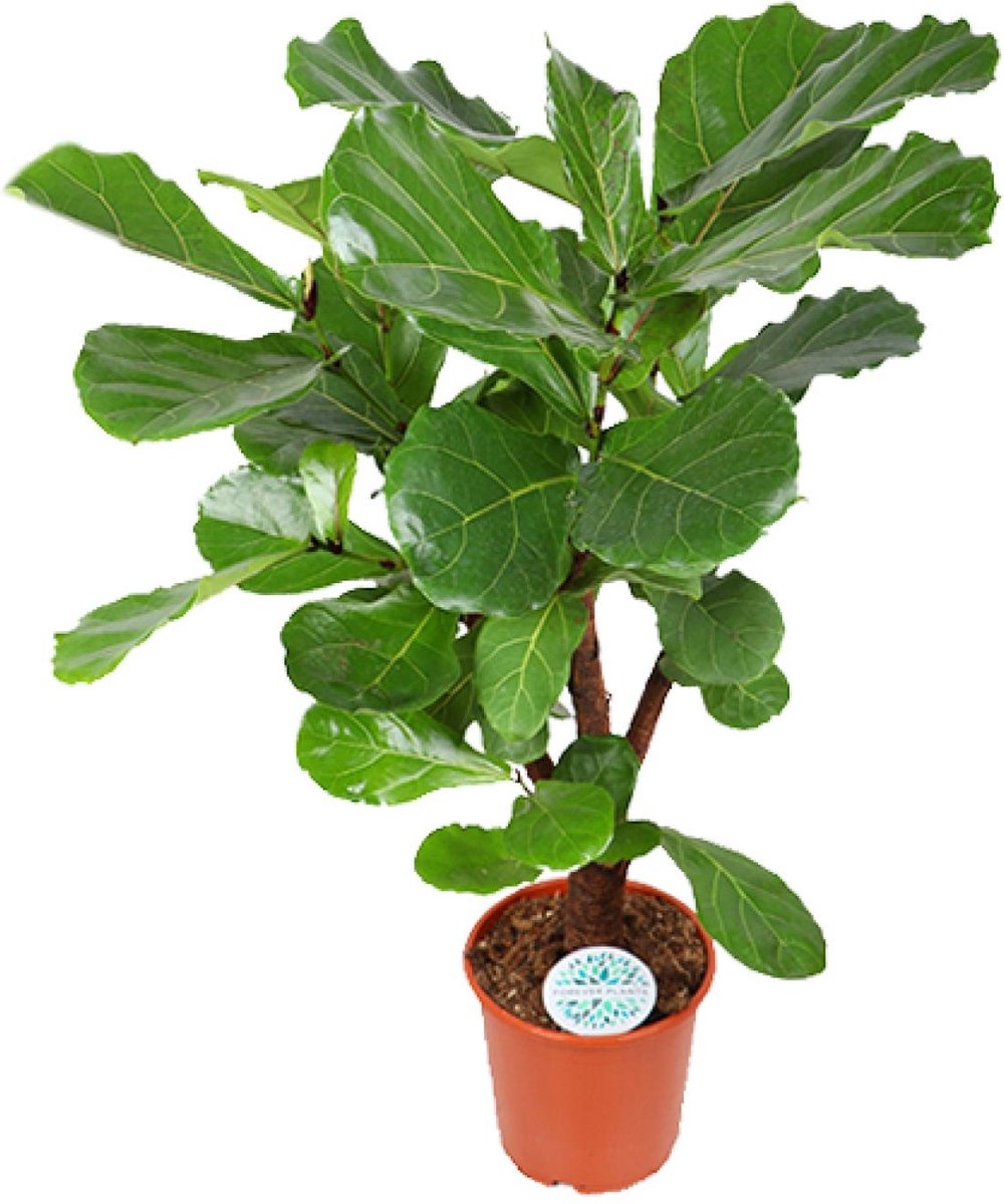 Green Harmony | Ficus Lyrata - Ø24cm - 125cm