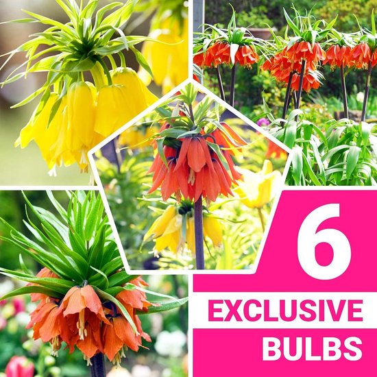 Keizerskroon - Fritillaria Imperialis - Bloembollen - 6 stuks - Meerkleurig - Bloem bollen - Meerjarig Mix