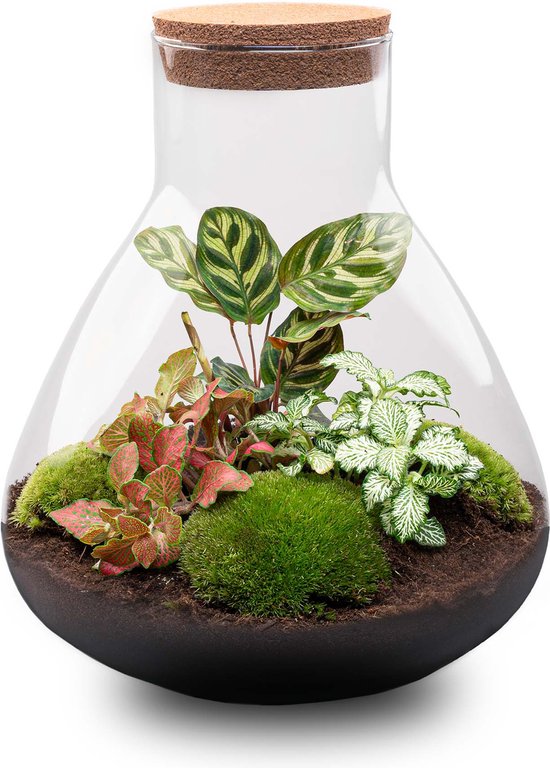 DIY terrarium - Sammie - ↕ 27 cm