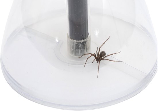 Een bruine spin in een doorzichtige insectenvanger.