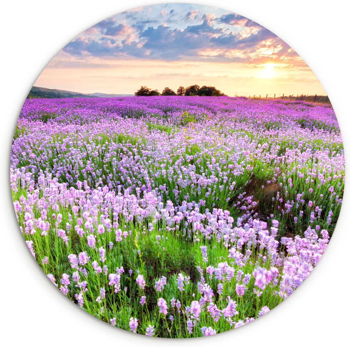 WallCircle Wandcirkel 120x120 cm - Muurcirkel Bloemen - Lavendel - Paars - Lucht - Zonsondergang - Weide - Natuur - Muurdecoratie woonkamer - Wanddecoratie slaapkamer - Kamer decoratie accessoires - Ronde schilderijen Bloemen - Lavendel - Veld
