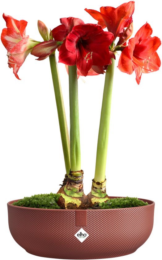Elho Jazz Bowl 28 - Bloempot voor Binnen - 100% Gerecycled Plastic - 27.5 x H 9.0 cm - Amber Geel
