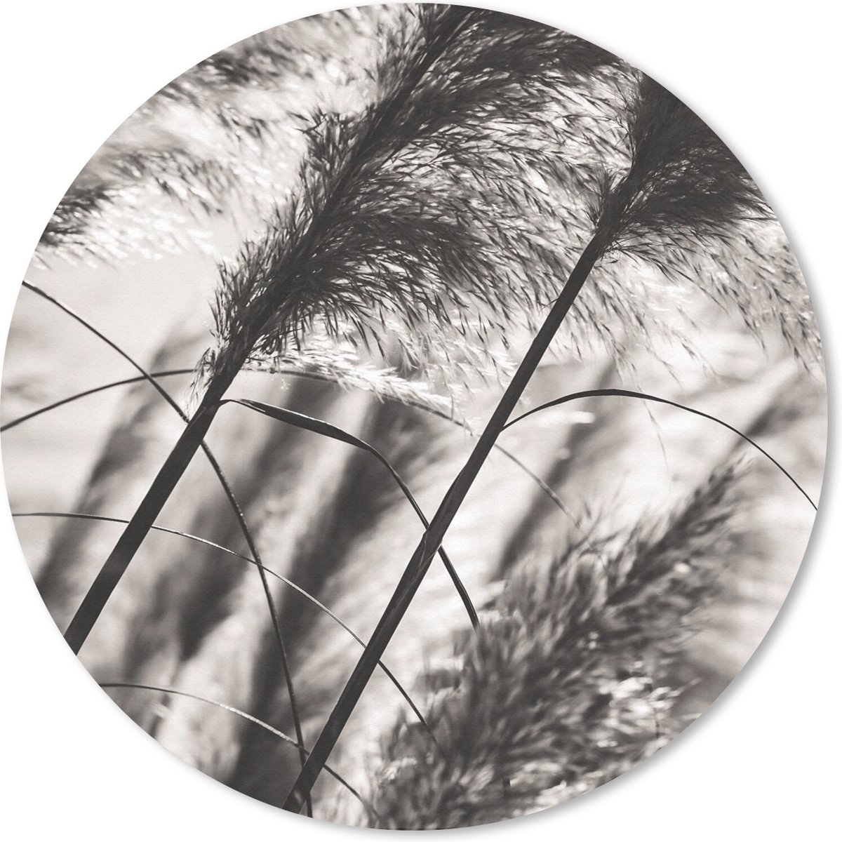 Muismat rond 30x30 cm - Mousepad Pampasgras - Zwart - Wit - Plant - Ronde muismatten
