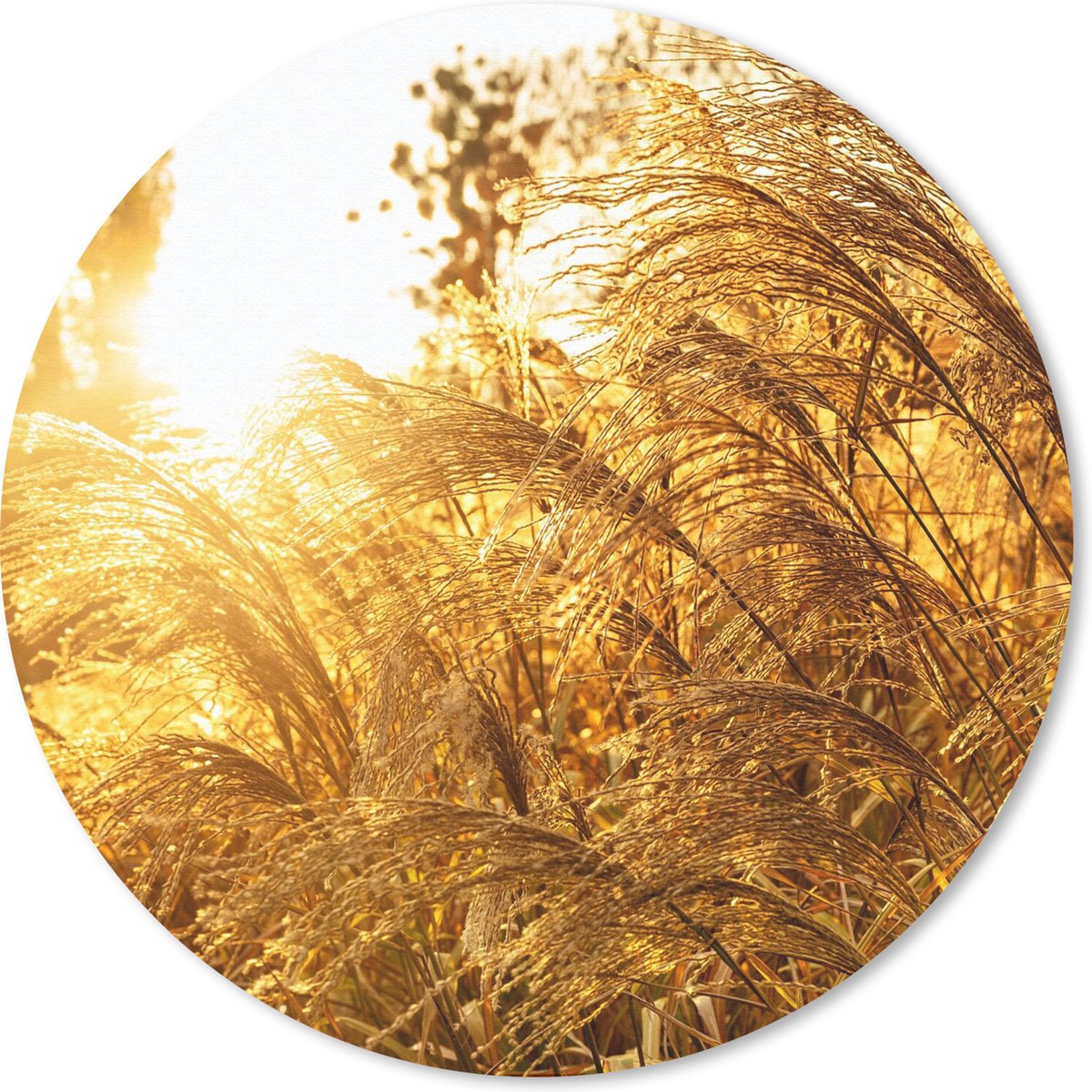 Muismat rond 40x40 cm - Mousepad Pampasgras - Zon - Gras - Ronde muismatten