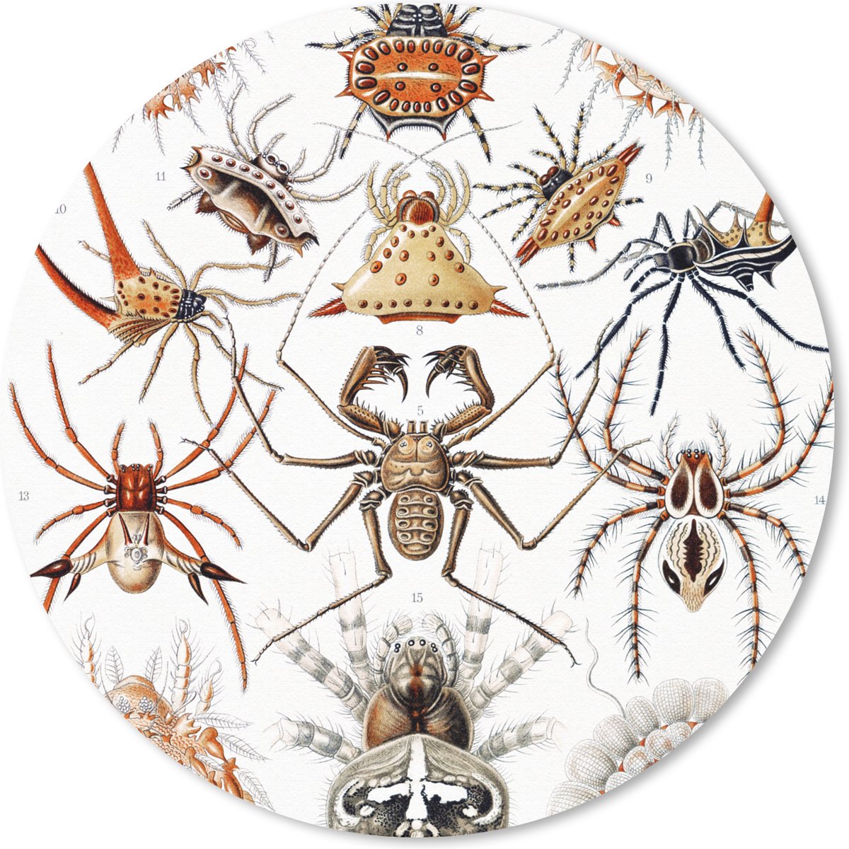 Muismat rond 40x40 cm - Mousepad Retro - Spin - Ernst Haeckel - Spinnen - Ronde muismatten