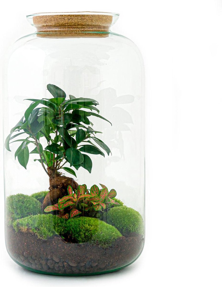 Green Harmony | DIY terrarium - Sven Bonsai - 43 cm
