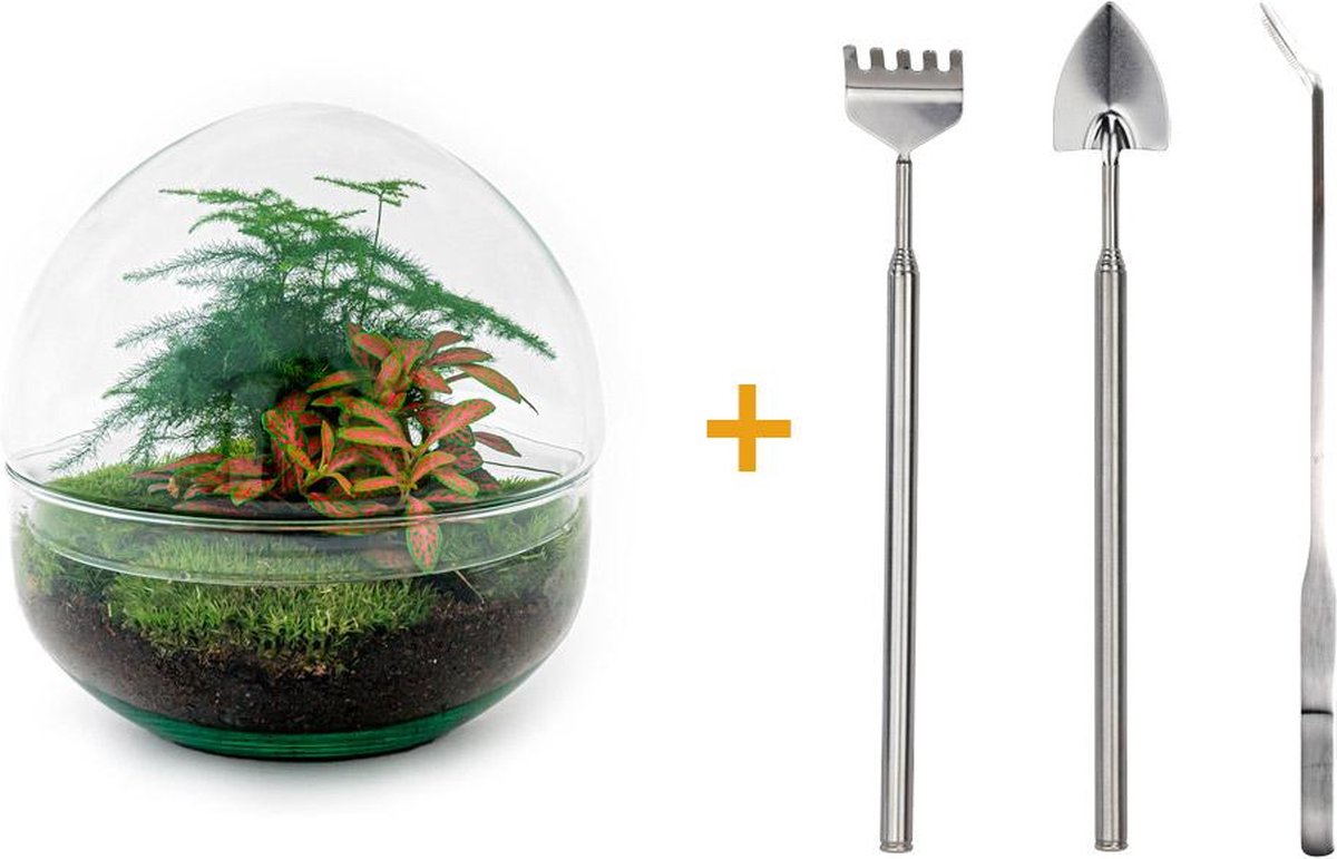 Green Harmony | DIY terrarium - Dome Red -  20 cm