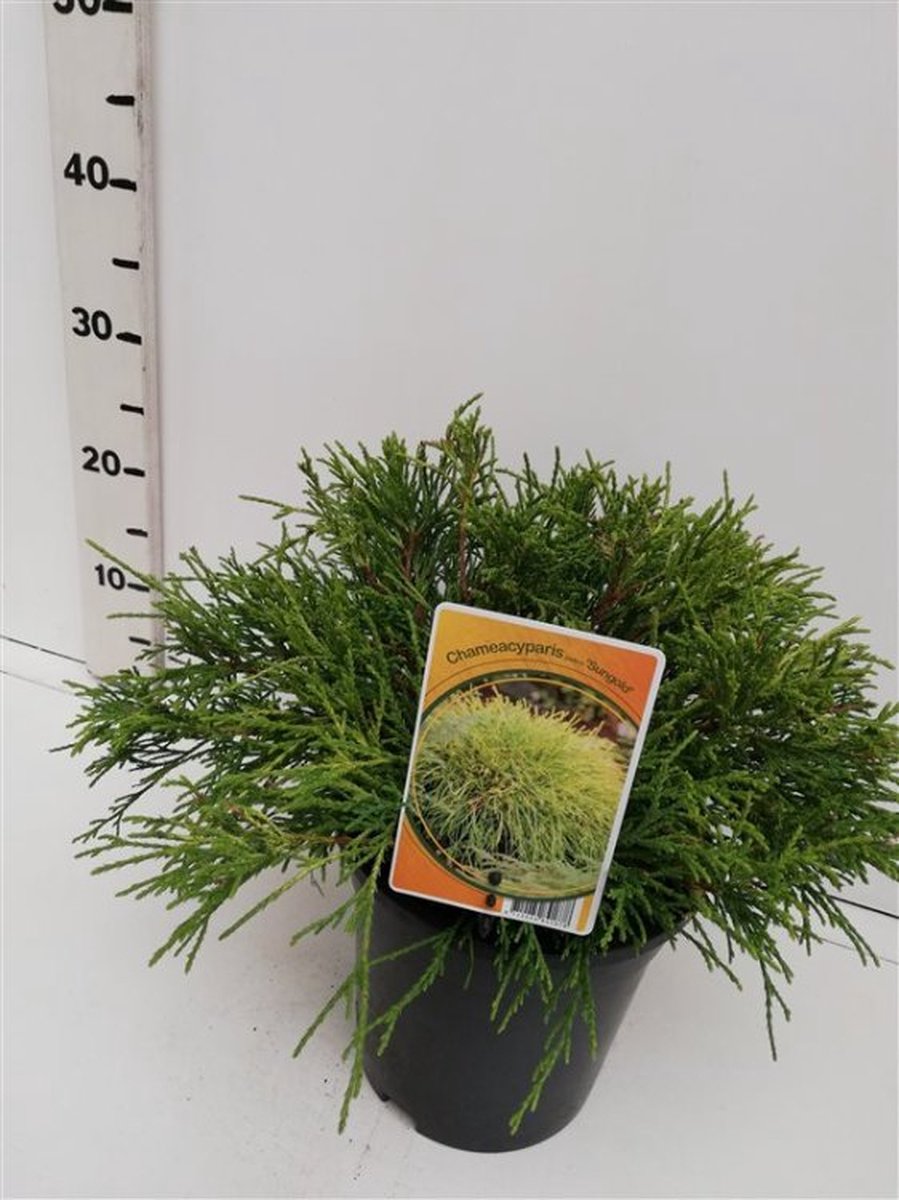 Arbustes de haie - Un ensemble 1 - Chamaecyparis pisifera 'Sungold' - (3L) 30-40 cm