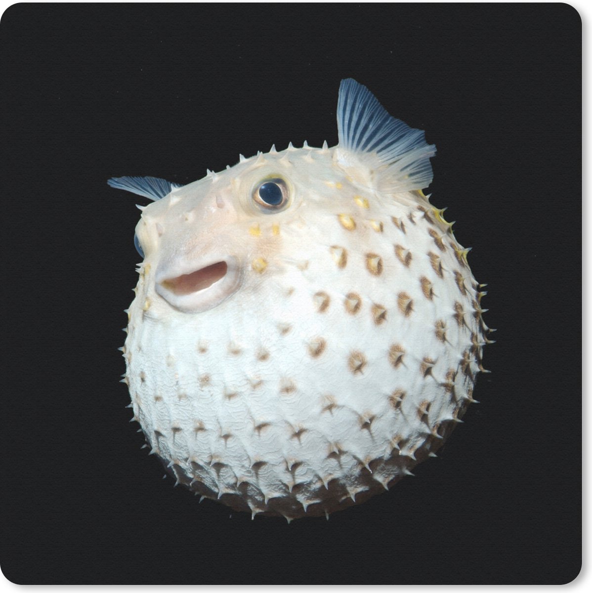 Muismat 30x30 cm - Mousepad Vis - Zeedieren - Portret - Muismatten