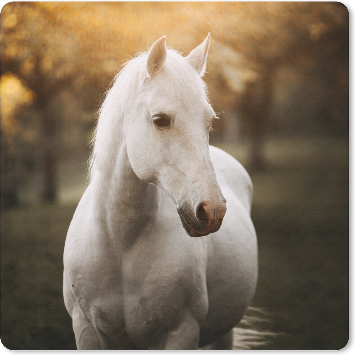 Muismat 30x30 cm - Mousepad Paard - Zon - Herfst - Dieren - Natuur - Muismatten