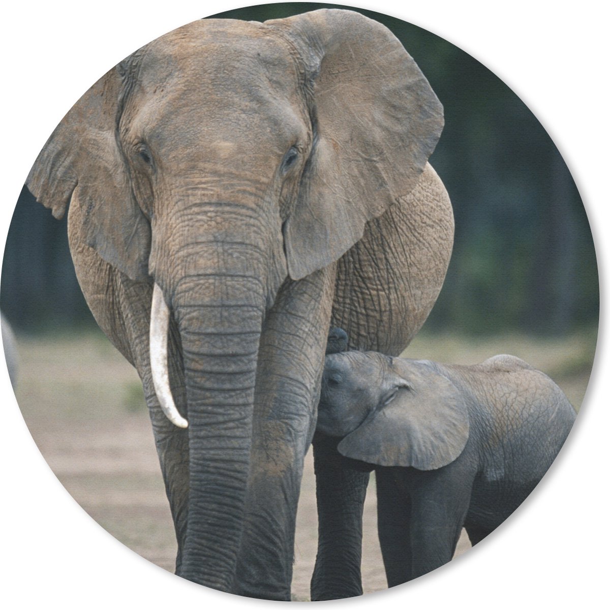 Muismat rond 30x30 cm - Mousepad Olifant - Dieren - Vlakte - Natuur - Ronde muismatten