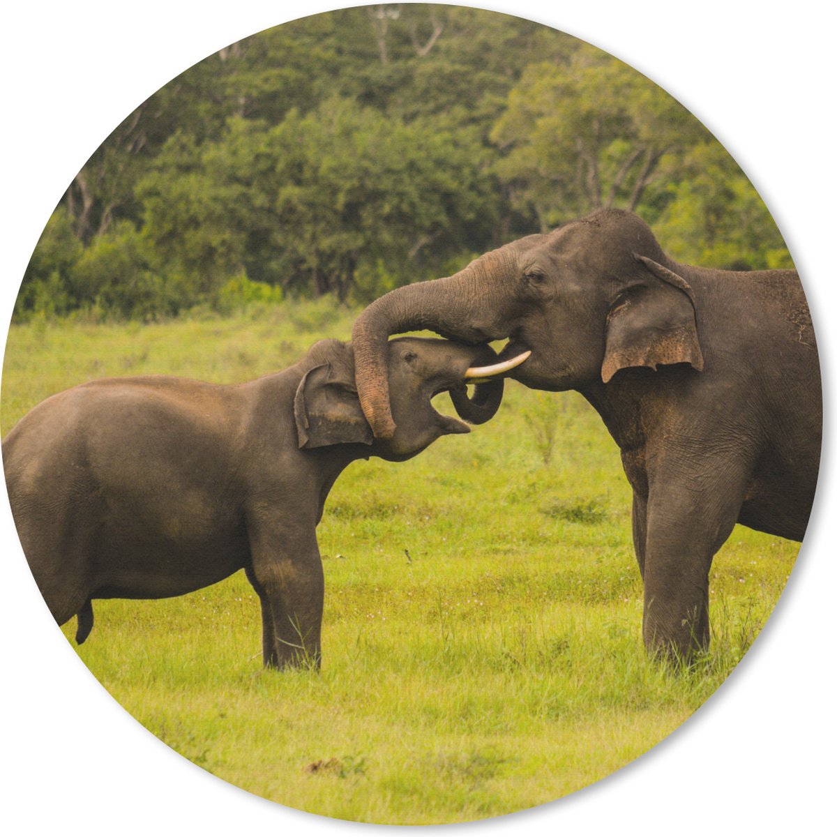 Muismat rond 30x30 cm - Mousepad Olifant - Gras - Dieren - Groen - Ronde muismatten