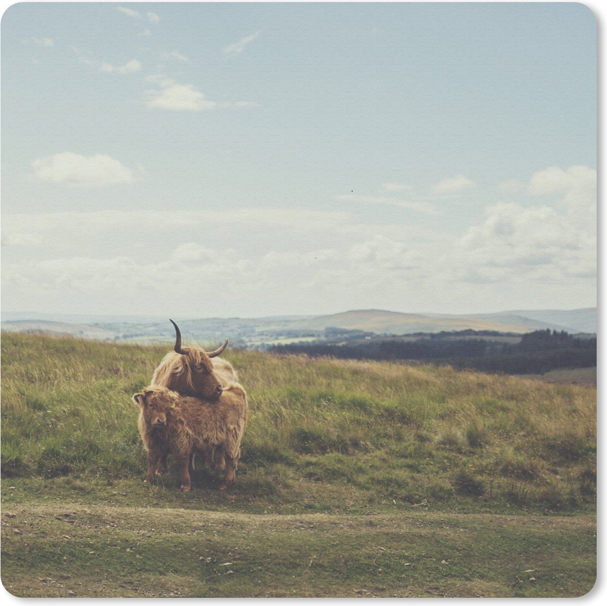 Muismat 20x20 cm - Mousepad Schotse Hooglanders - Gras - Wolken - Dieren - Muismatten
