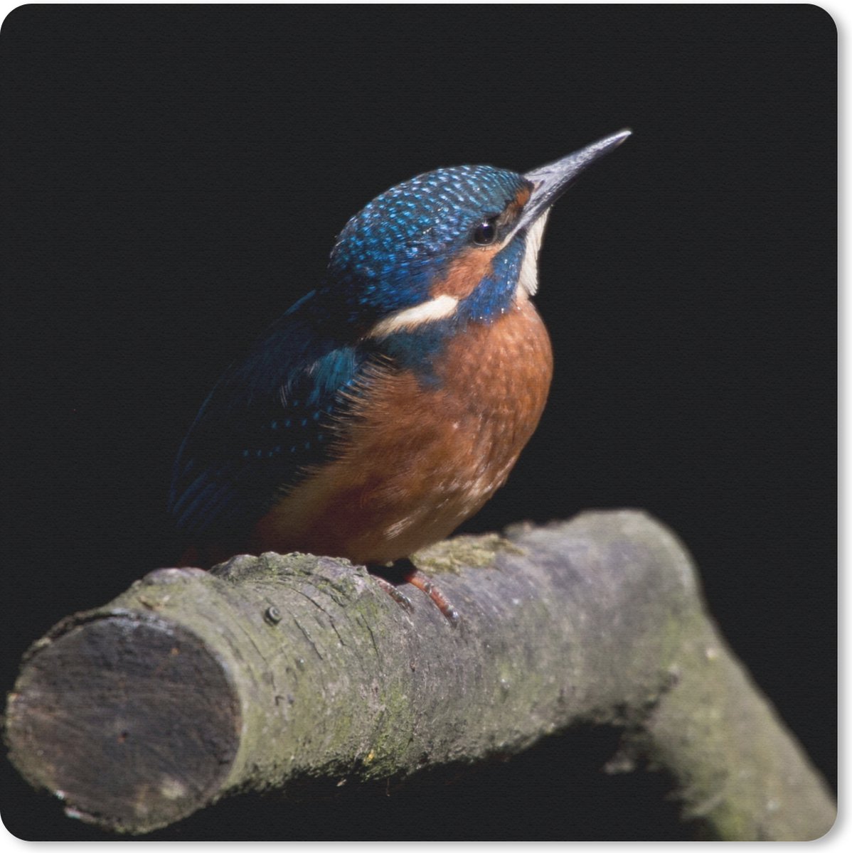 Muismat 30x30 cm - Mousepad IJsvogel - Tak - Veren - Zwart - Muismatten