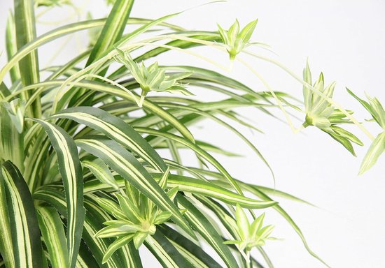 Chlorophytum Green Bonnie - Graslelie - Kamerplanten - Luchtzuiverend - 20-30 Cm Hoog - Pot 12 Cm