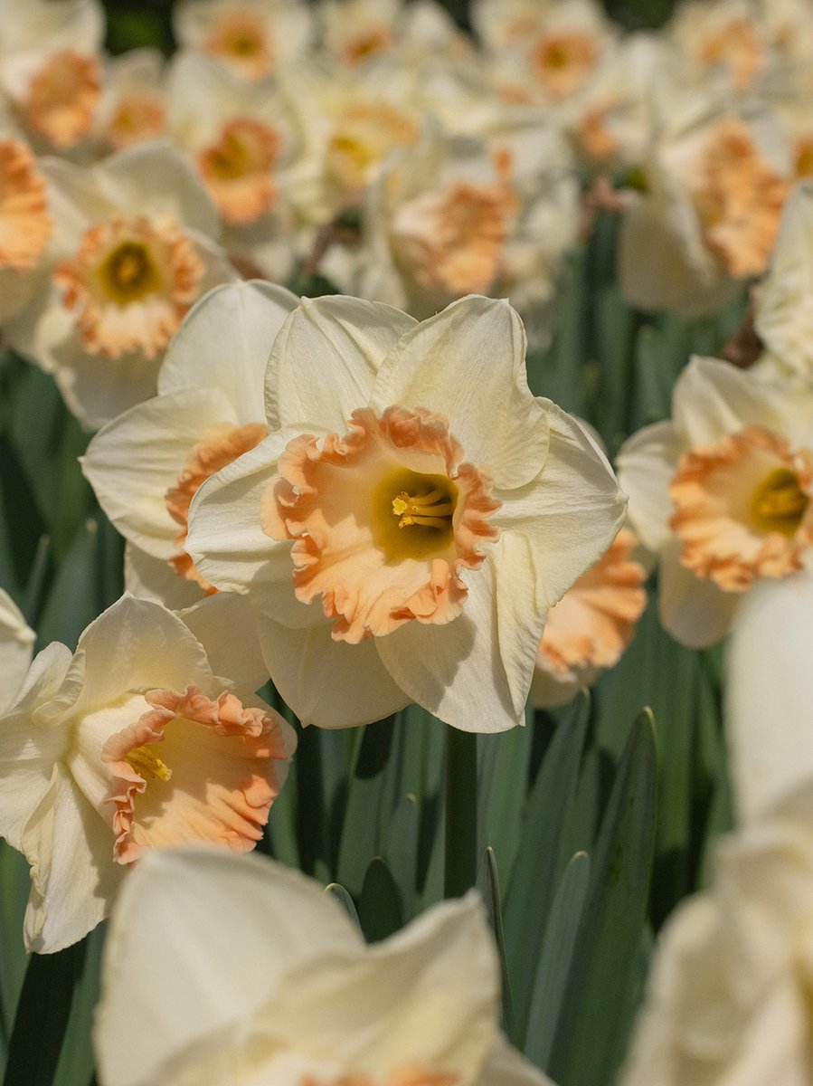 Narcis Martha Stewart | 10 stuks | Roze | Wit | Narcissenbollen