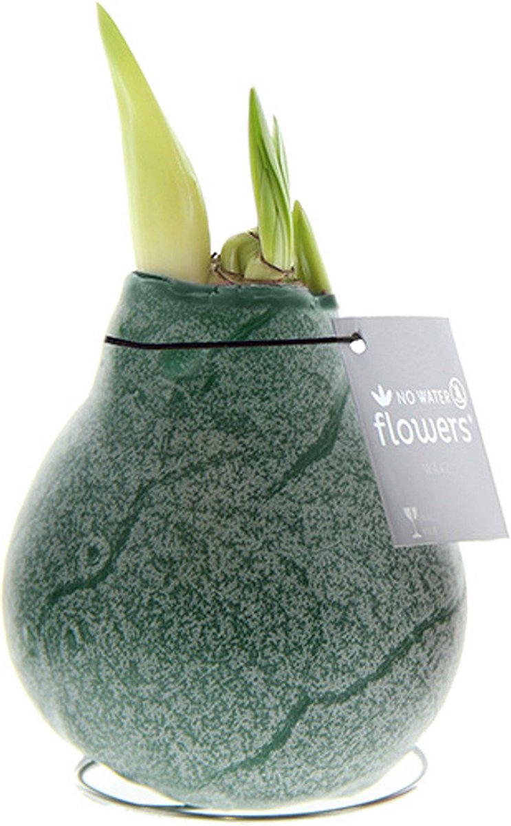 Wax Amaryllis Marble Groen | Prachtige Wax Amaryllis voor in huis | Rood