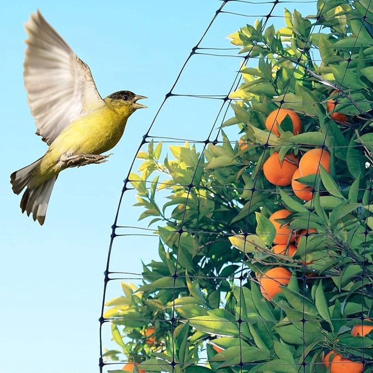 Filet Anti-Oiseaux 4x10m Maille 2,5cm – Protection Arbres Fruitiers, Potager, Poulailler Et Légumes Contre Oiseaux Et Pigeons